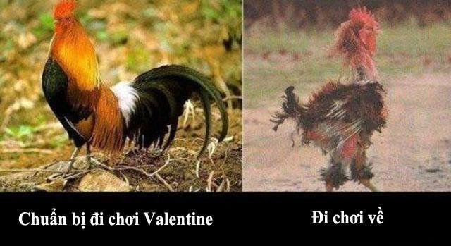 Hậu quả đi chơi Valentine