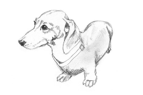 Drawing of Dachshund